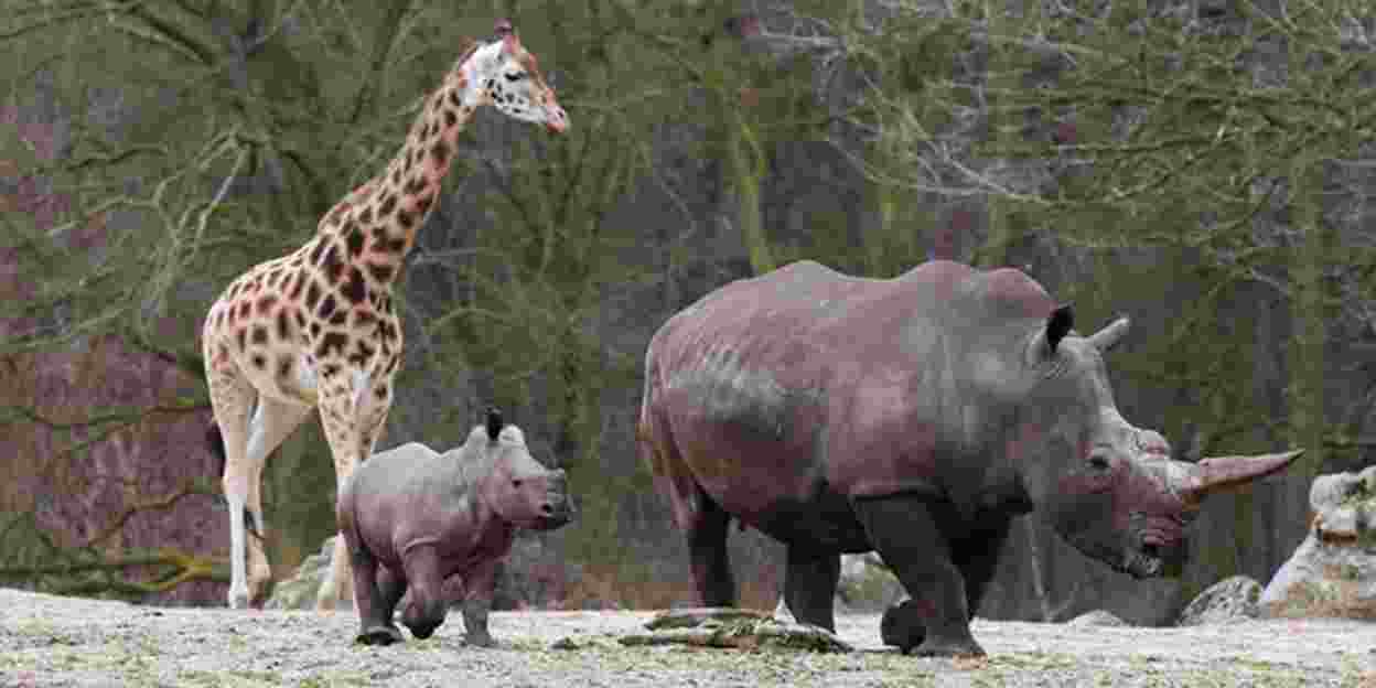 Rhino calf meets giraffes, zebras and antelopes