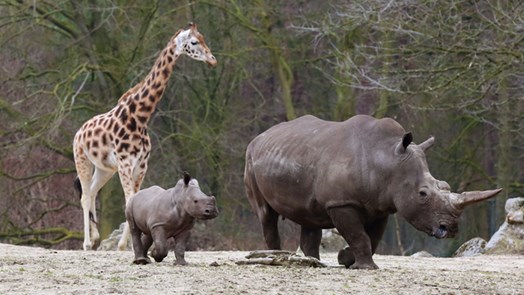 Rhino calf meets giraffes, zebras and antelopes