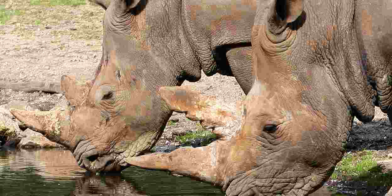 Special transport: rhinoceros