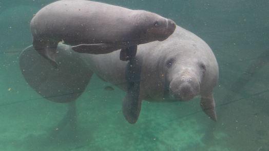 West Indian manatee born in Arnhem