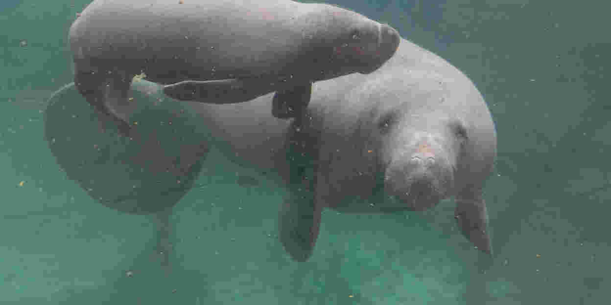 West Indian manatee born in Arnhem