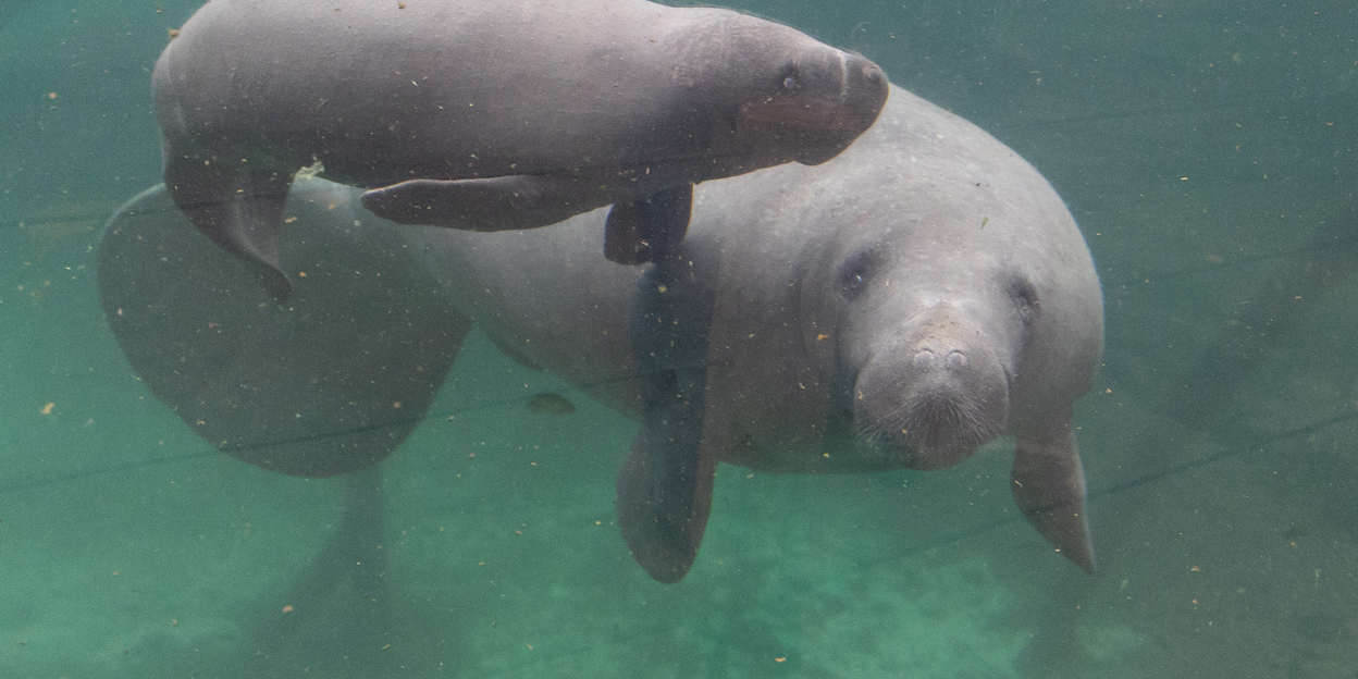 West Indian manatee born in Arnhem