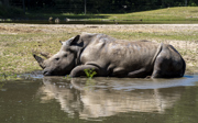Zoo animals seek relief from heatwave 