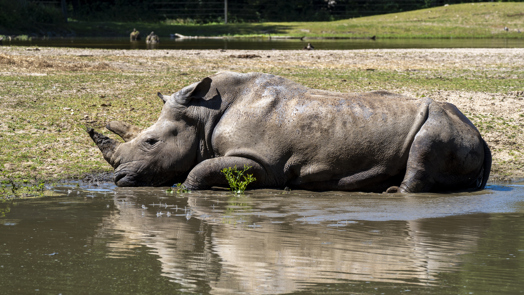Zoo animals seek relief from heatwave 