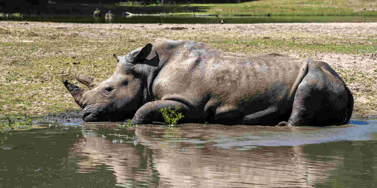 Zoo animals seek relief from heatwave 