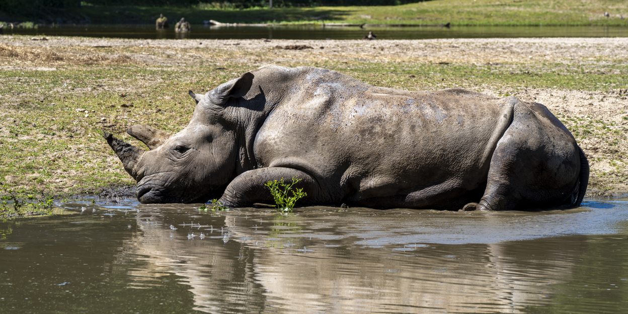 Zoo animals seek relief from heatwave 