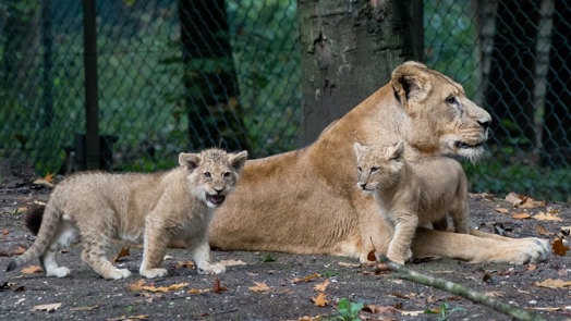 Special transport: lion