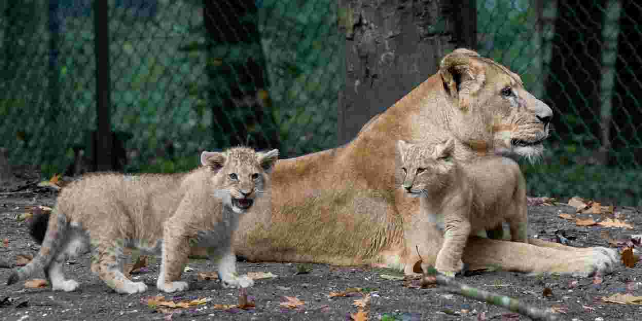 Special transport: lion