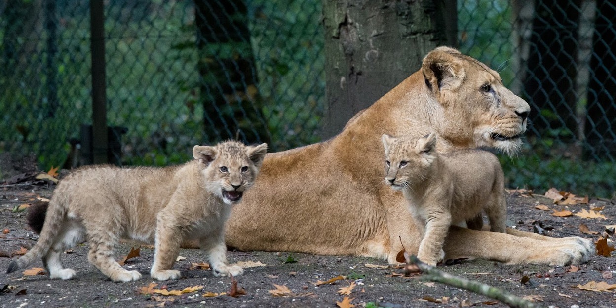 Special transport: lion