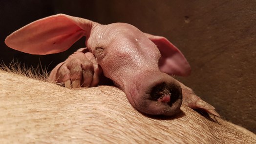 Europe's most successful aardvark breeder reaches extraordinary milestone!